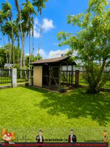 Sunny backyard with a wooden chicken coop inside a metal fence, surrounded by tall palm trees and a lush green lawn.